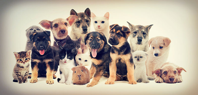 Mascotas